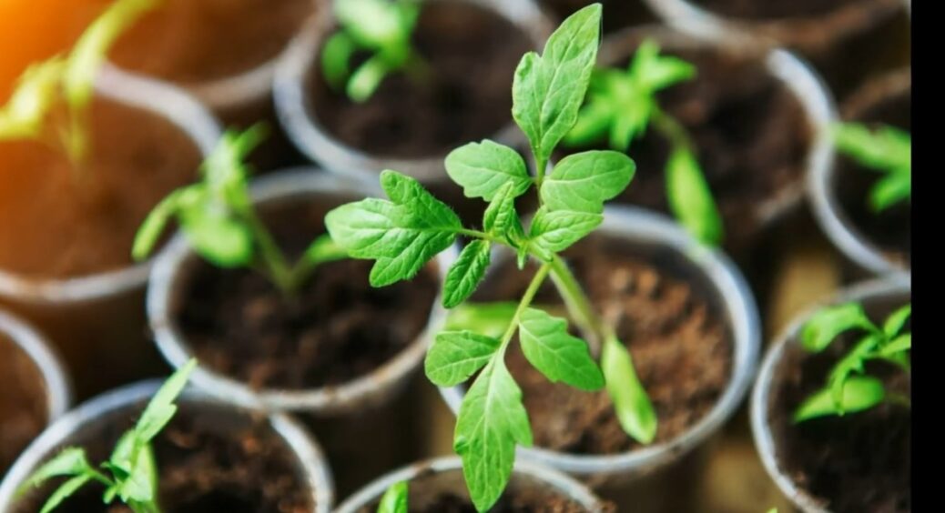 З цією дешевою аптечною підкормкою розсаду не впізнати: полийте і через два дні не повірите власним очам 