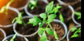 5 перевірених підживлень