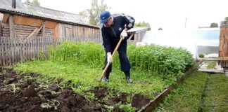 Агрономи назвали 3 головні помилки під час вирощування сидератів 