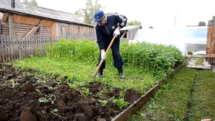 Агрономи назвали 3 головні помилки під час вирощування сидератів 