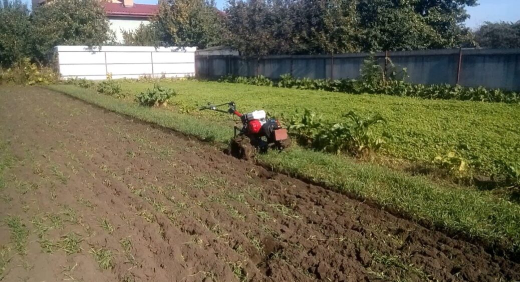 Город не перекопую, а засіюю цим – земля наче пух, і спину більше не гну: врожай б’є всі можливі рекорди 