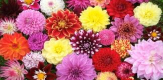  Садівники назвали яскраві квіти, які займуть вільне місце