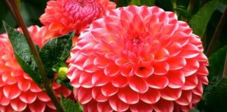 Як виростити з насіння жоржини