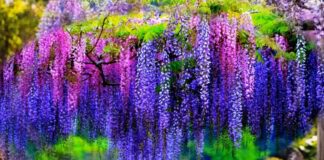 Які рослини висаджувати для озеленення альтанки