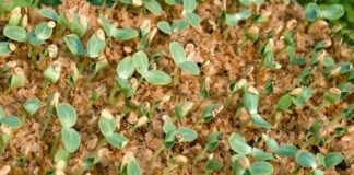 Експерти розповіли, як використовувати тирсу на городі