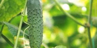 Городники розкрили хитрий спосіб посіву огірків для раннього врожаю