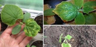 Чим не можна підживлювати огірки