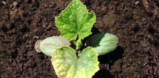 Городники розповіли, як врятувати огірки від борошнистої роси