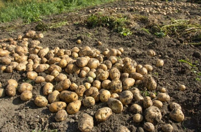 Названо геніальний метод, який допоможе виростити надзвичайно красиву та велику картоплю на городі