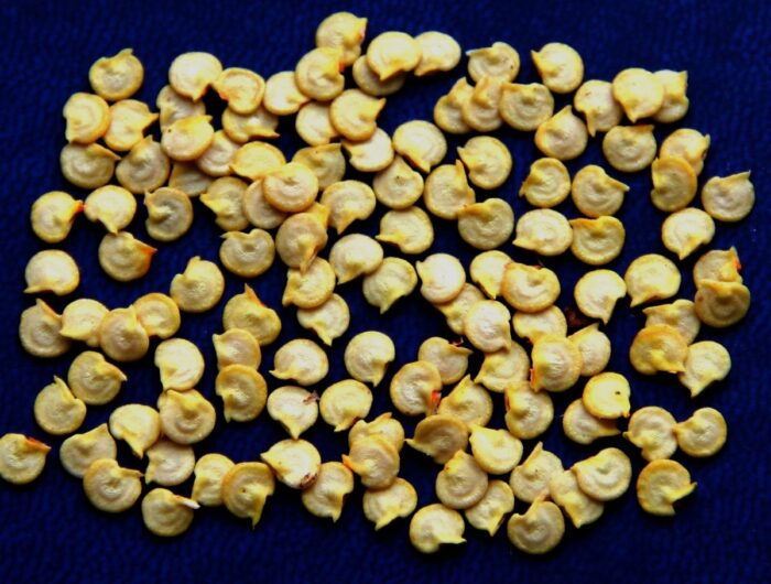Досвідчені городники та експерти розповіли про основні правила обробки насіння перцю від фітофтори
