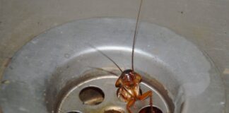 Господині розповіли, як легко позбутися тарганів без хімії