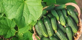 Дачники розповіли, які сорти огірків краще обходити стороною
