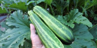 Експерти назвали останні сприятливі дні у травні, коли можна сіяти кабачки