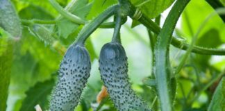 Перебрала сотні сортів огірків і вибрала 3 найкращі