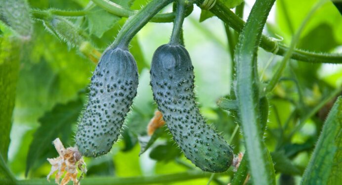 Жменька насіння цих супер-сортів огірків засипле вас тоннами врожаю в 2024 році: не вірите – перевірте 