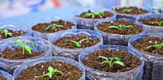 Експерти розповіли, чим найкраще підживити розсаду