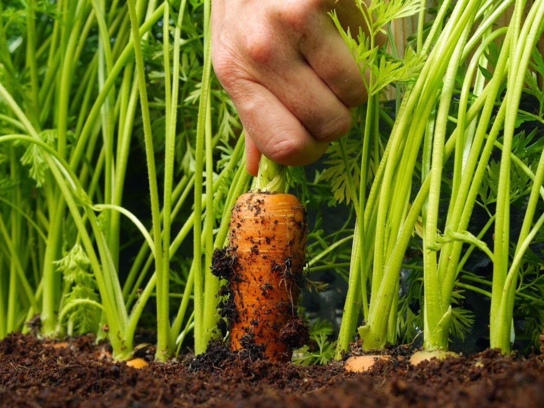 Чим підживити моркву: городники назвали три бюджетних добрива