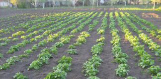 Експерти назвали список робіт, які необхідно зробити у квітні на городі