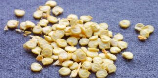 Як правильно збирати насіння рослин