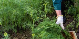 Експерти розповіли, як простимулювати врожай кропу