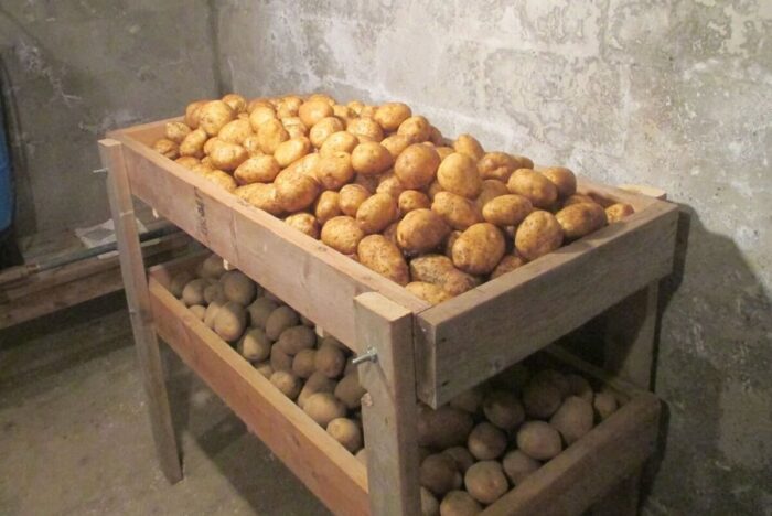 Експерти розповіли про основні правила зберігання картоплі – що з нею робити, аби вона довго лежала