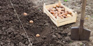 Найкраще добриво для картоплі