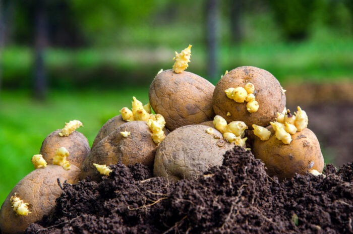Досвідчені городники розповіли, як виростити щедрий врожай картоплі без особливих зусиль і клопоту