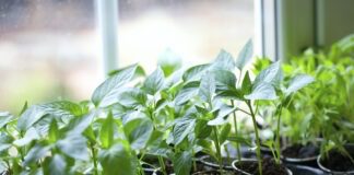 Найкраще добриво для розсади помідорів і перців