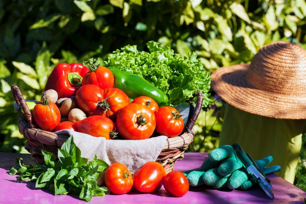 Агрономи поділилися потужним добривом для томатів та огірків