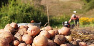 Як виростити велику картоплю