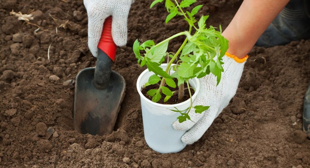 Улюблене добриво всіх дачників робить помідори несмачними, дрібними та “дерев’яними”: не використовуйте його 