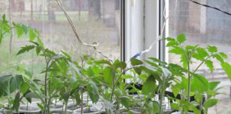 Городники розповіли, як виростити міцну розсаду томатів