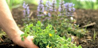 Експерти назвали ефективне та натуральне добриво для городу