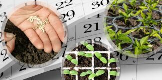 Городники назвали невдалий період для дачних робіт