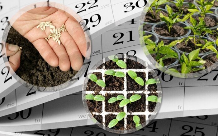 Експерти розповіли, в які дні можна працювати на городі та в саду – тижневий посівний календар