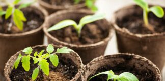 Городники розповіли, як зупинити витягування розсади