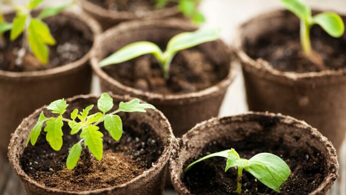 Городники розповіли, як зупинити витягування розсади