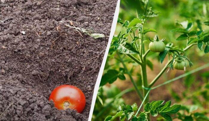 Експерти порівняли два незвичайні способи посадки розсади помідорів у відкритий ґрунт