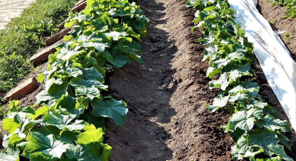 Усього 5 ложок на відро води і земля як нова – жива, пухнаста і родюча: поливаю в травні для великого врожаю 