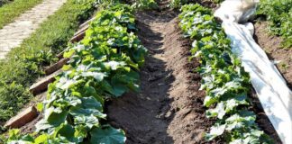 Городники розповіли про підживлення грунту: поради