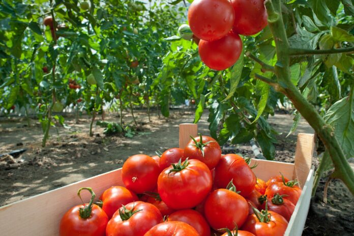 Городник розповів, що треба висадити коло томатів для збільшення врожайності