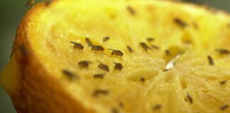 Як позбутись від мошок вдома