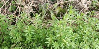 Як швидко та ефективно видалити бурʼян на ділянці