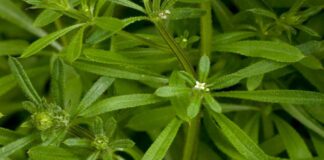 Як боротися з бурʼянами простими та ефективними методами