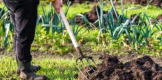 Городник розповів, як збільшити потенціал врожайності на етапі посадки