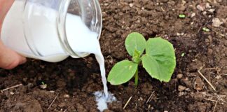 Городники розповіли, як правильно підживлювати огірки молоком