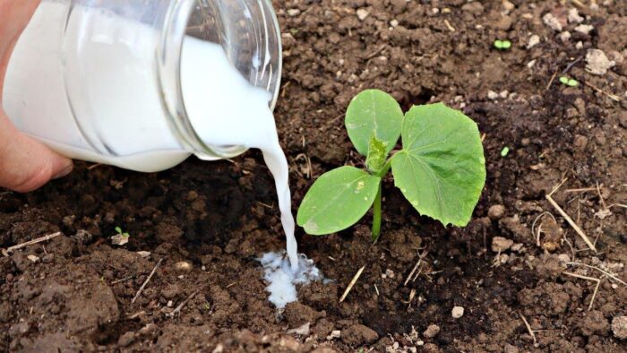 Експерти розповіли, як потрібно удобрювати огірки для щедрого врожаю – знадобиться молоко