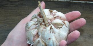 Експерти назвали найкращий сорт часнику