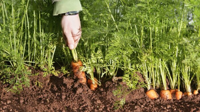 Експерти розповіли, як правильно посіяти моркву, щоб потім не проріджувати її – поради та лайфхаки