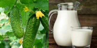 Найкраще добриво для огірків